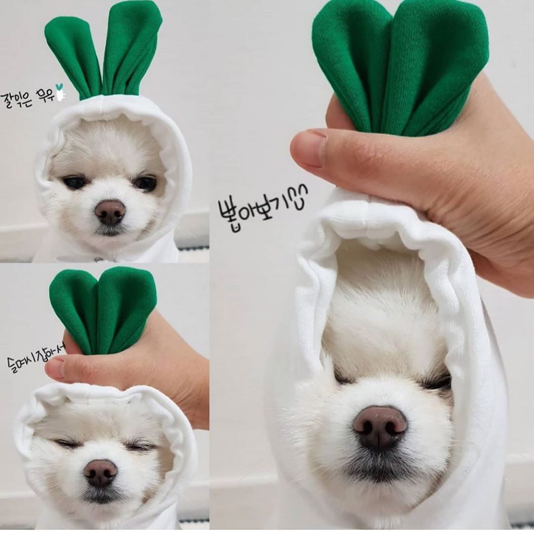 Cozy Fruit Hoodie for Small Dogs or Cats — Warm Winter Style