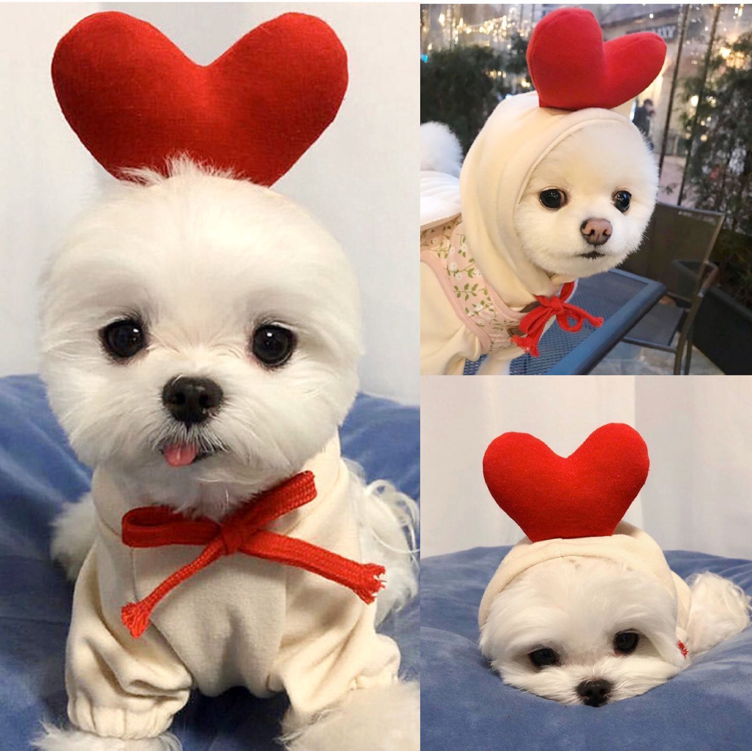 Cozy Fruit Hoodie for Small Dogs or Cats — Warm Winter Style