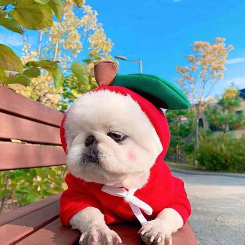 Cozy Fruit Hoodie for Small Dogs or Cats — Warm Winter Style