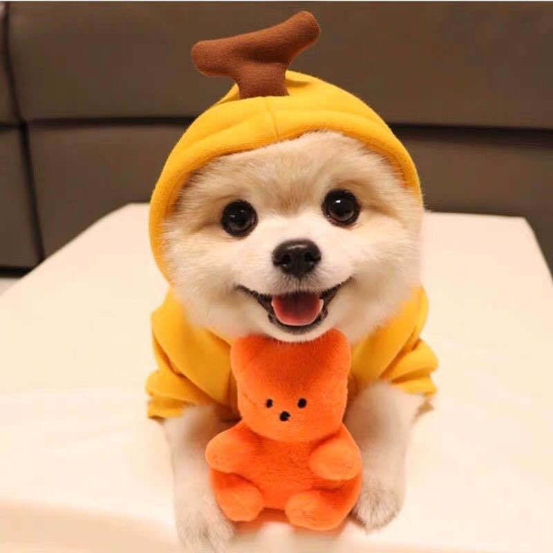 Cozy Fruit Hoodie for Small Dogs or Cats — Warm Winter Style