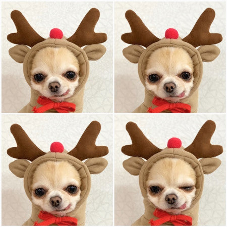 Cozy Fruit Hoodie for Small Dogs or Cats — Warm Winter Style